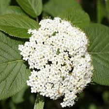 Attēlu rezultāti vaicājumam “Viburnum lantana  flower”