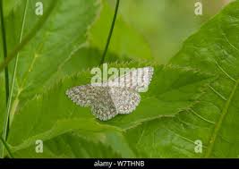 Attēlu rezultāti vaicājumam “Scopula immorata”