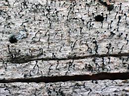 Attēlu rezultāti vaicājumam “Calicium salicinum”