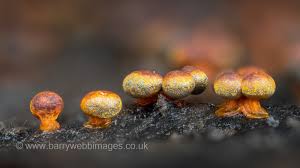 Attēlu rezultāti vaicājumam “Physarum psittacinum stalked”