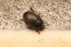 Attēlu rezultāti vaicājumam “Meligethes sp.”