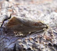 Attēlu rezultāti vaicājumam “Eulia ministrana”