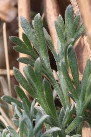 Attēlu rezultāti vaicājumam “Artemisia campestris bud”