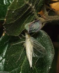 Attēlu rezultāti vaicājumam “Euura pedunculi”