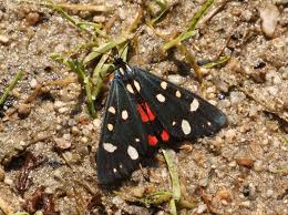 Attēlu rezultāti vaicājumam “Callimorpha dominula”