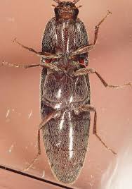 Attēlu rezultāti vaicājumam “Melanotus sp.”