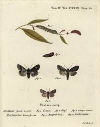 Attēlu rezultāti vaicājumam “Melanchra persicariae imago”