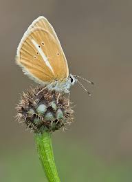 Attēlu rezultāti vaicājumam “Agrodiaetus damon underside”
