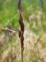 Attēlu rezultāti vaicājumam “Molinia caerulea”