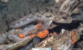 Image result for Zoarces americanus