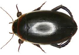 Attēlu rezultāti vaicājumam “Homomallium incurvatum sporophyte”