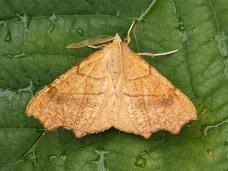 Attēlu rezultāti vaicājumam “Ennomos alniaria”