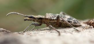 Attēlu rezultāti vaicājumam “Rhagium inquisitor”