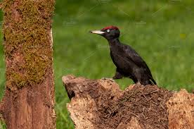 Attēlu rezultāti vaicājumam “Dryocopus martius”