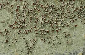 Attēlu rezultāti vaicājumam “Lecanora argentata”