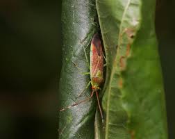 Attēlu rezultāti vaicājumam “Pantilius tunicatus imago”