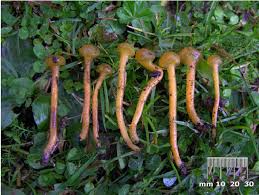 Attēlu rezultāti vaicājumam “Leotia lubrica”