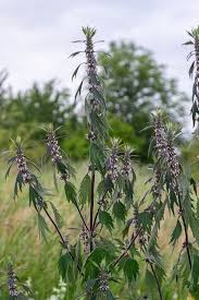 Attēlu rezultāti vaicājumam “Leonurus quinquelobatus flower”