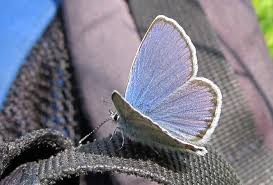 Attēlu rezultāti vaicājumam “Plebejus argyrognomon underside”