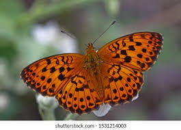 Attēlu rezultāti vaicājumam “Brenthis daphne upperside”