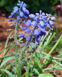 Attēlu rezultāti vaicājumam “Muscari botryoides flower”