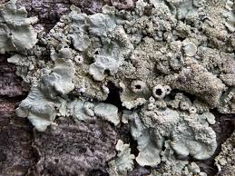 Attēlu rezultāti vaicājumam “Flavoparmelia caperata”