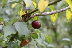 Attēlu rezultāti vaicājumam “Prunus cerasifera var. divaricata”