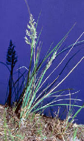 Attēlu rezultāti vaicājumam “Calamagrostis canescens fruit”