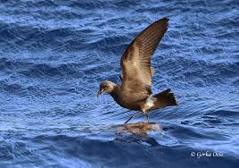 Image result for Oceanodroma castro