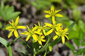 Attēlu rezultāti vaicājumam “Gagea lutea flower”