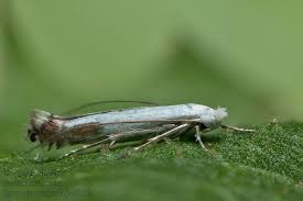 Attēlu rezultāti vaicājumam “Lyonetia clerkella”