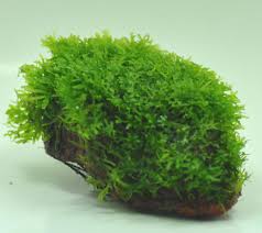 Attēlu rezultāti vaicājumam “Riccardia chamaedryfolia”