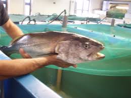 Image result for Argyrosomus regius