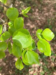 Attēlu rezultāti vaicājumam “Pyrus communis leaf”