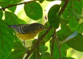 Image result for Dendroica magnolia