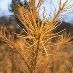 Attēlu rezultāti vaicājumam “Larix kaempferi fruit”