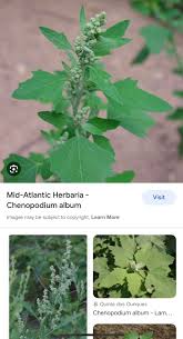 Image result for Chenopodium album