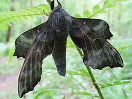 Attēlu rezultāti vaicājumam “Laothoe amurensis”