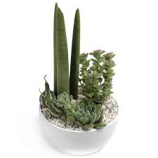 Image result for Mehikasvi