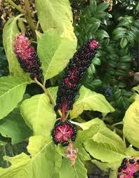 Attēlu rezultāti vaicājumam “Phytolacca acinosa flower”