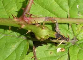 Attēlu rezultāti vaicājumam “Lasioptera rubi”