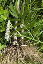 Attēlu rezultāti vaicājumam “Valeriana officinalis leaf”
