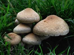 Attēlu rezultāti vaicājumam “Psathyrella lacrymabunda”