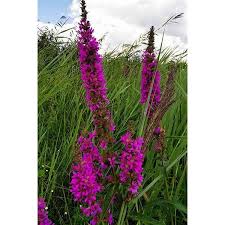 Image result for Blutweiderich