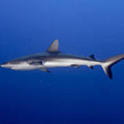 Image result for Carcharhinus amblyrhynchos