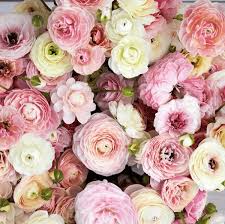 Attēlu rezultāti vaicājumam “Ranunculus mendax flower”