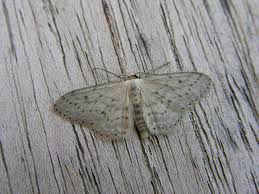 Attēlu rezultāti vaicājumam “Idaea seriata”