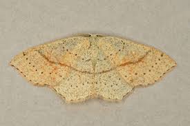 Attēlu rezultāti vaicājumam “Cyclophora punctaria”