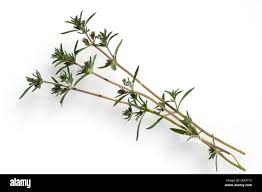 Image result for Bohnenkraut