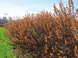 Attēlu rezultāti vaicājumam “Myrica gale male flower”